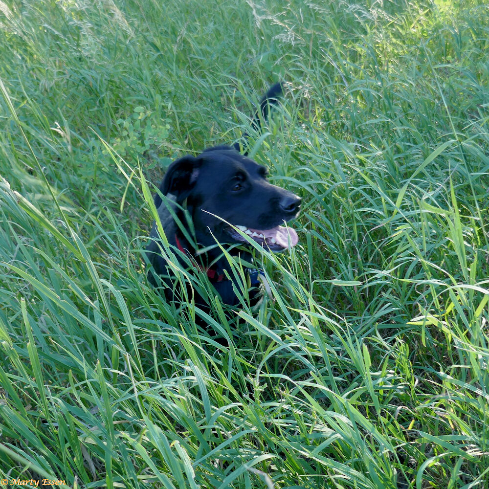 Nellie in the grass