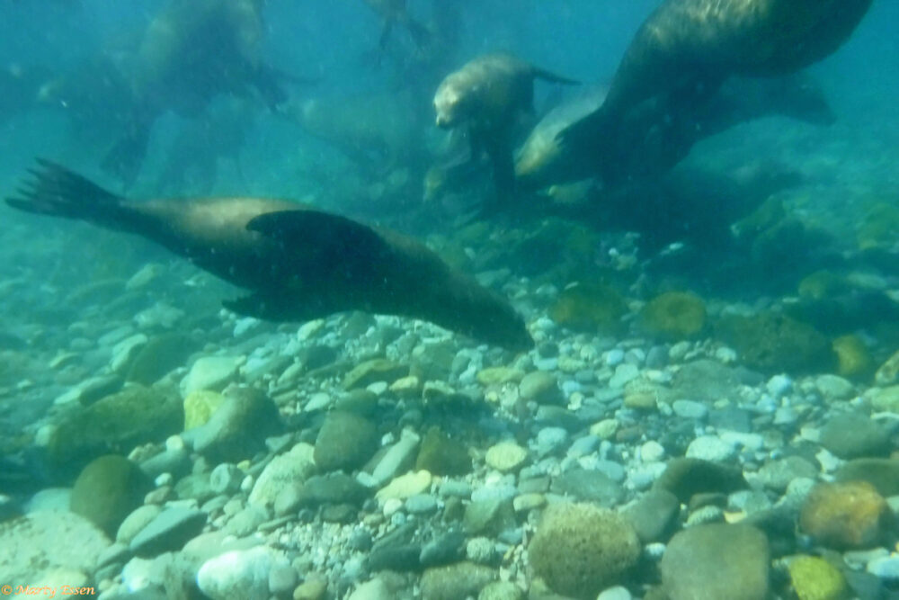 A raft of sea lions
