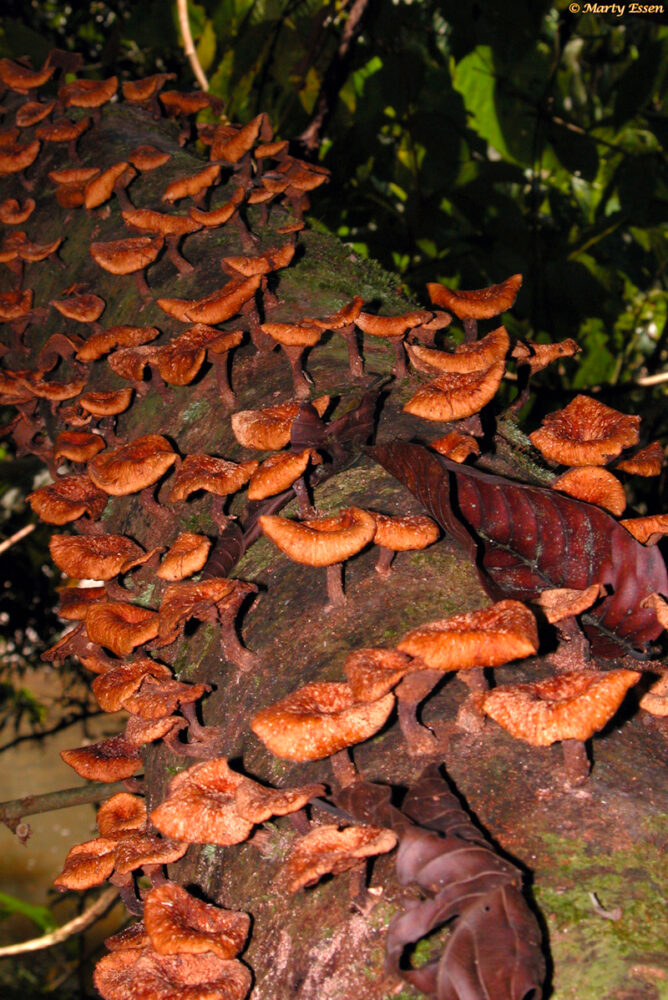 Borneo Mushrooms