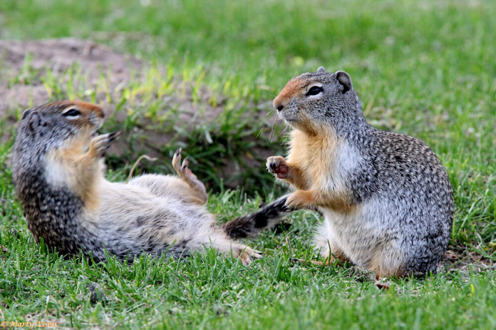 Ground squirrels at play
