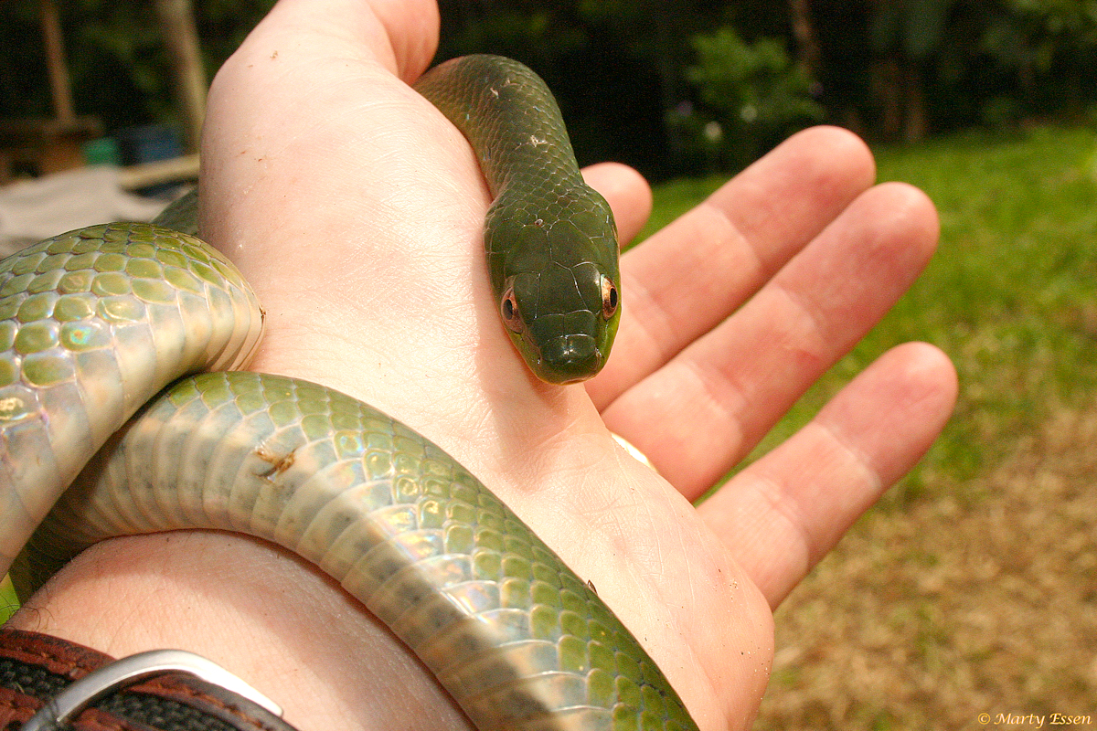 Velvet Swampsnake - Around the World with Marty Essen