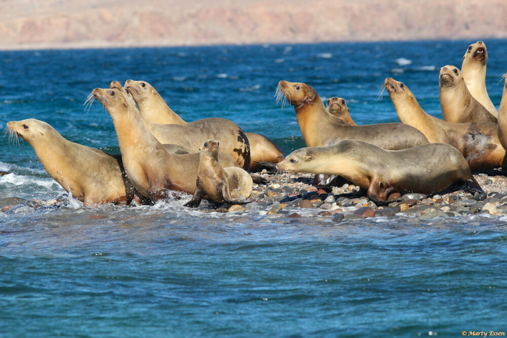 Sea lions personalities