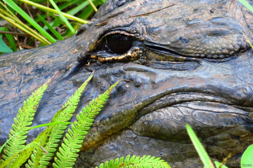 The alligator close-up