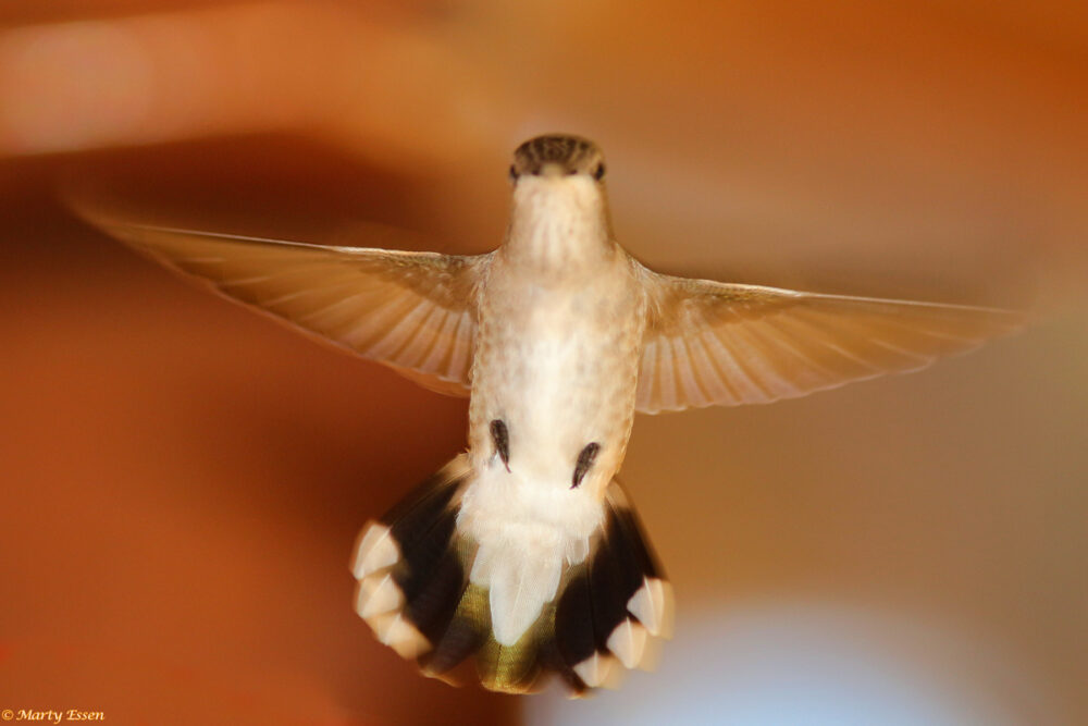 Artsy hummingbird