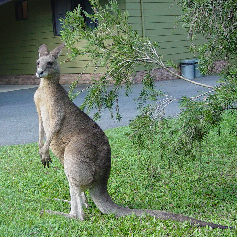 The kangaroo moment