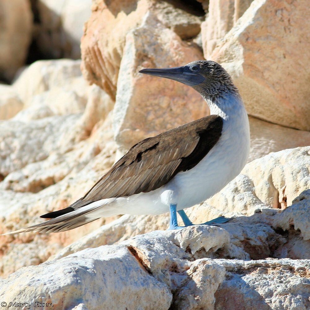 Blue-footed booby