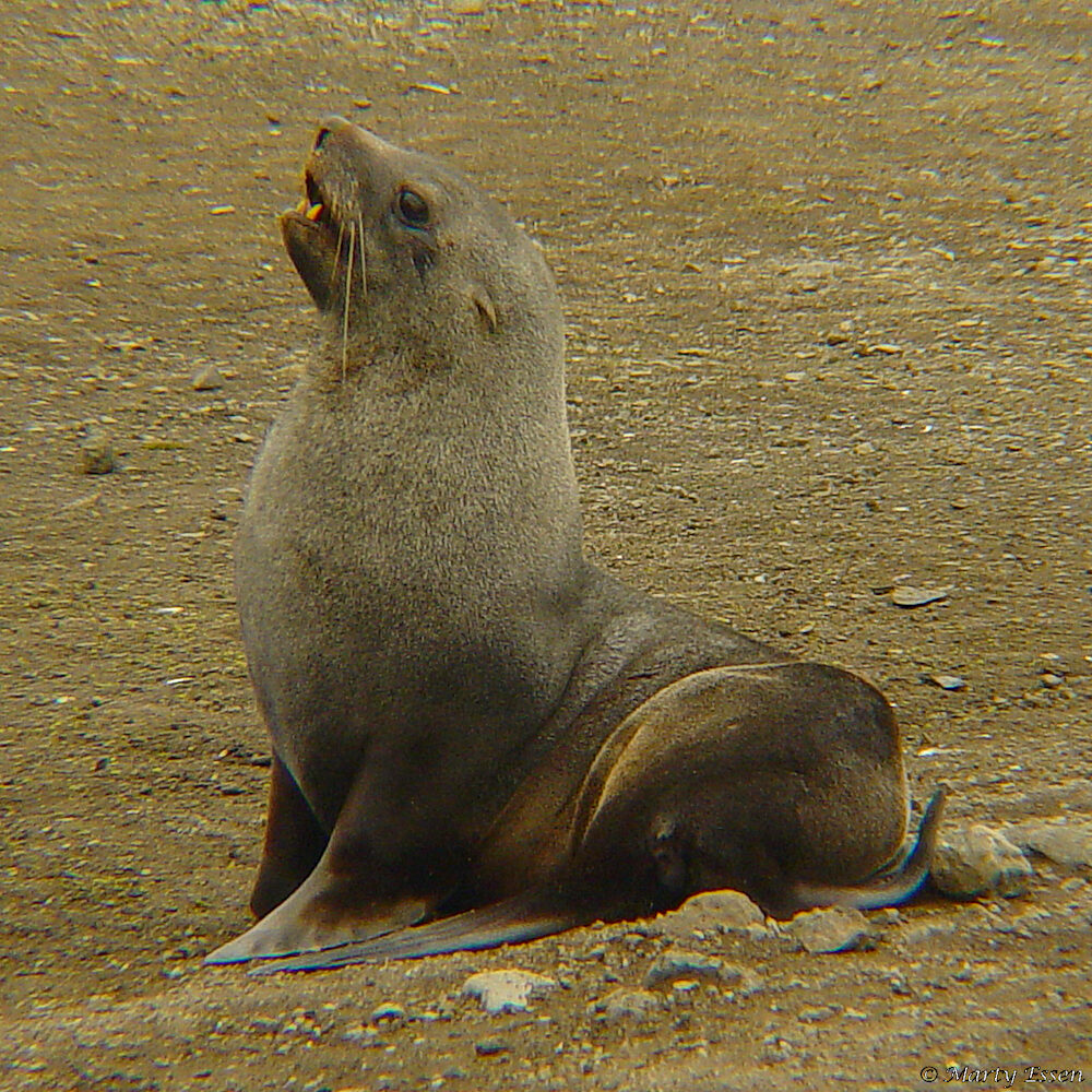 Antartcic fur seal