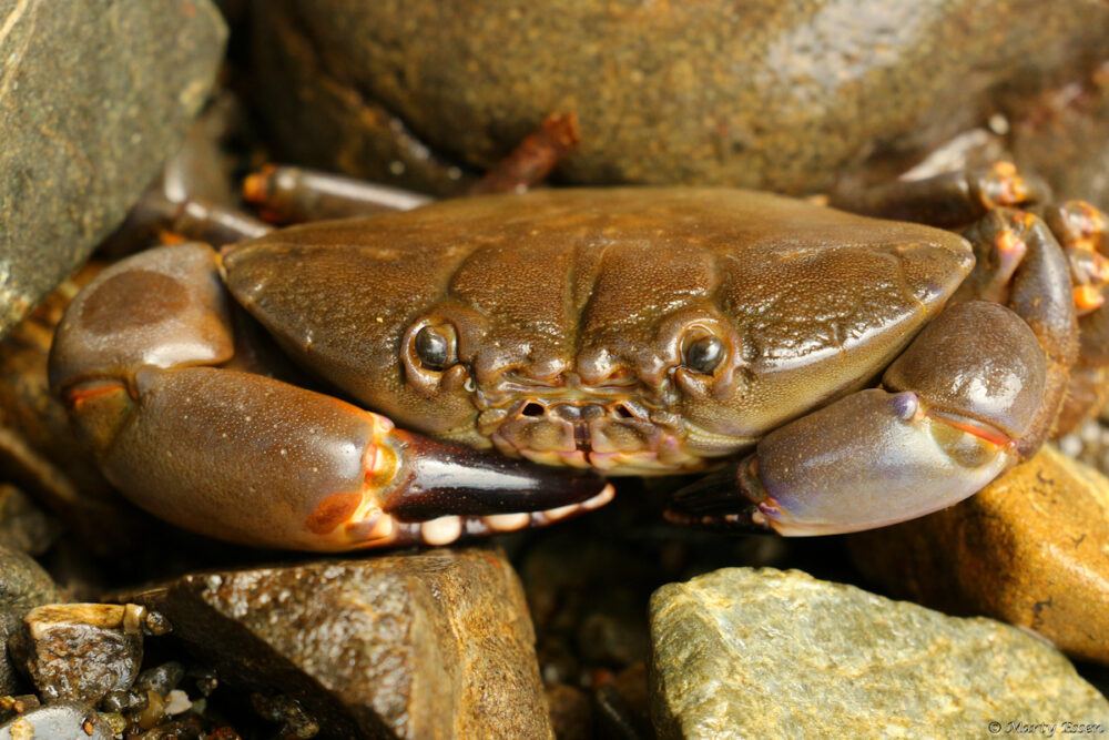 Costa Rica Crab