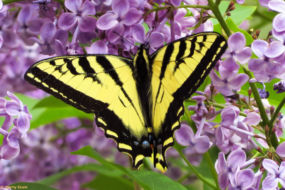 Canadian tiger swallowtail butterfly