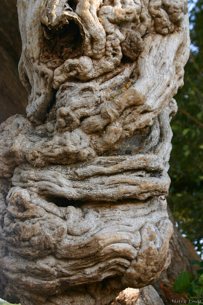 The face tree