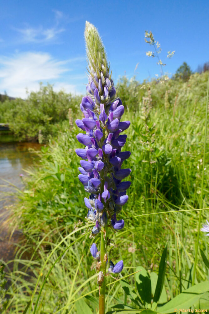 A perfect wild lupine