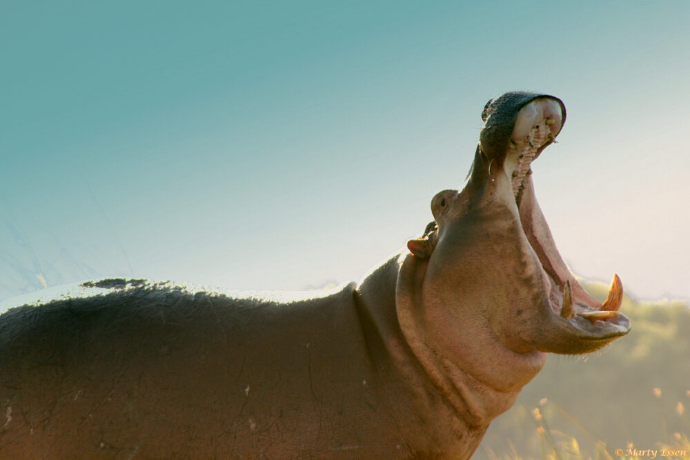Just how big is a hippo’s mouth?