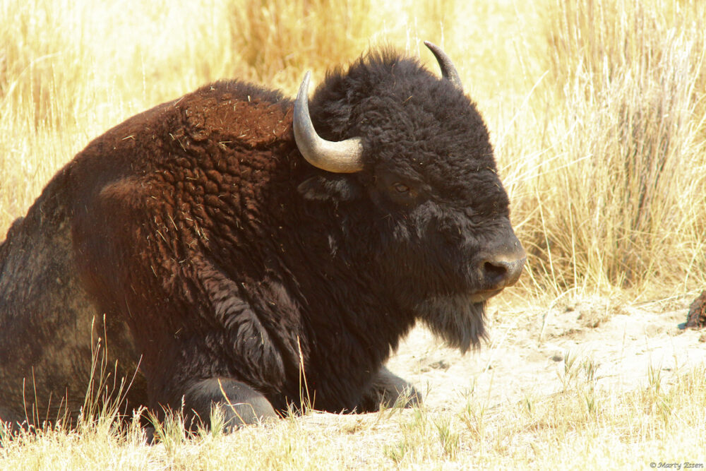 Antelope Island bison