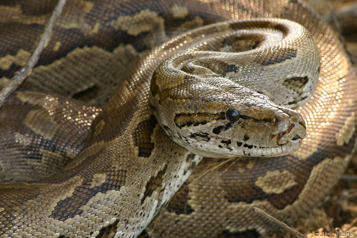 African Rock Python - Around the World with Marty Essen