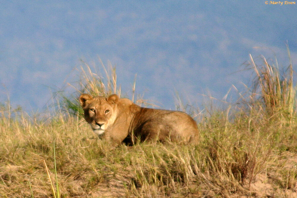 Lion on the Zambezi
