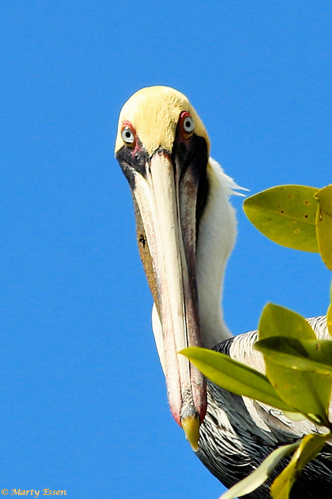 Eye to eye with a brown pelican