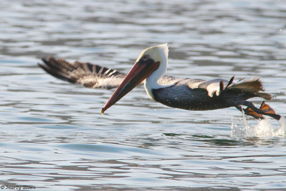 Brown pelican takeoff