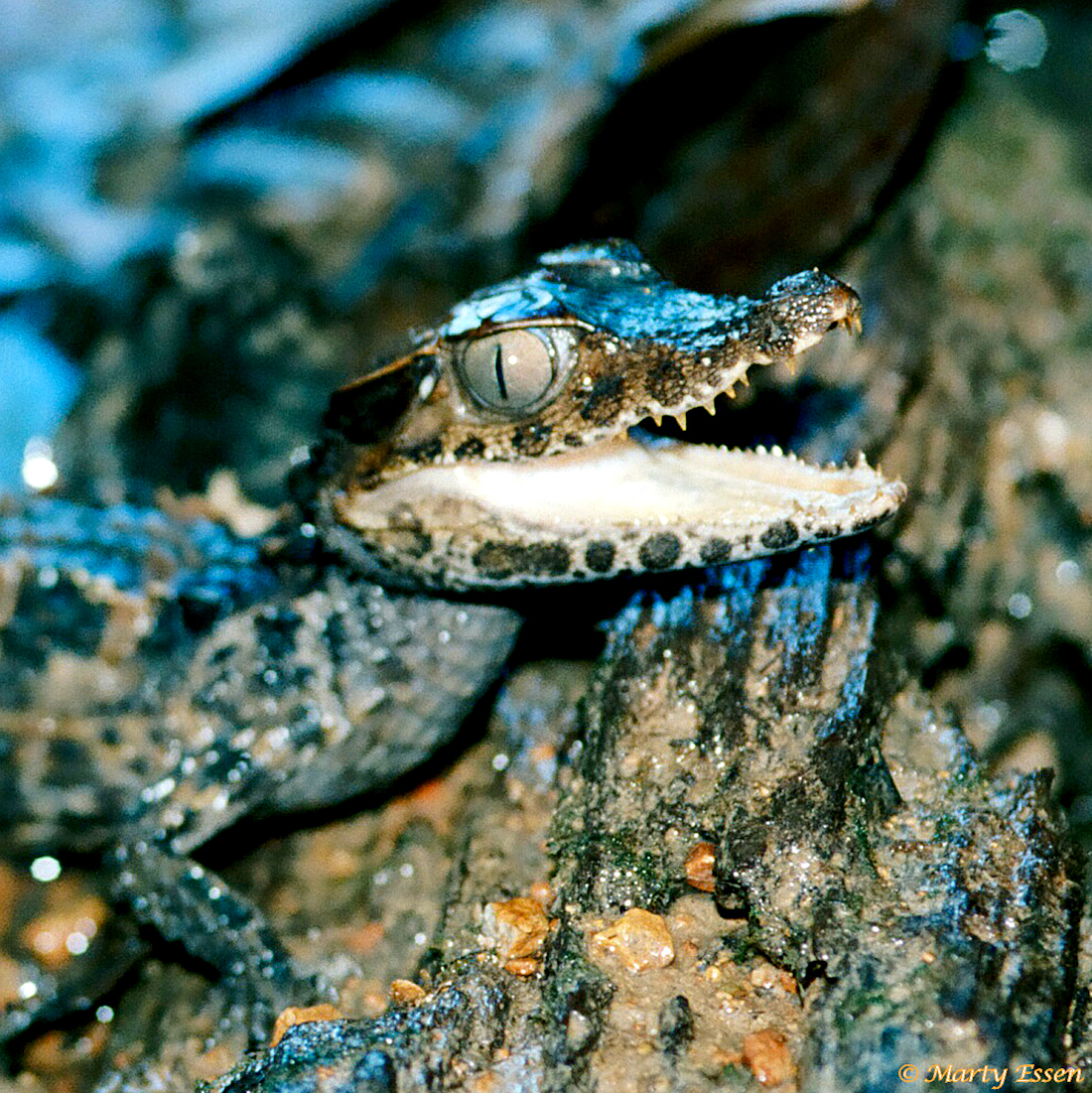 Dwarf caiman - Around the World with Marty Essen