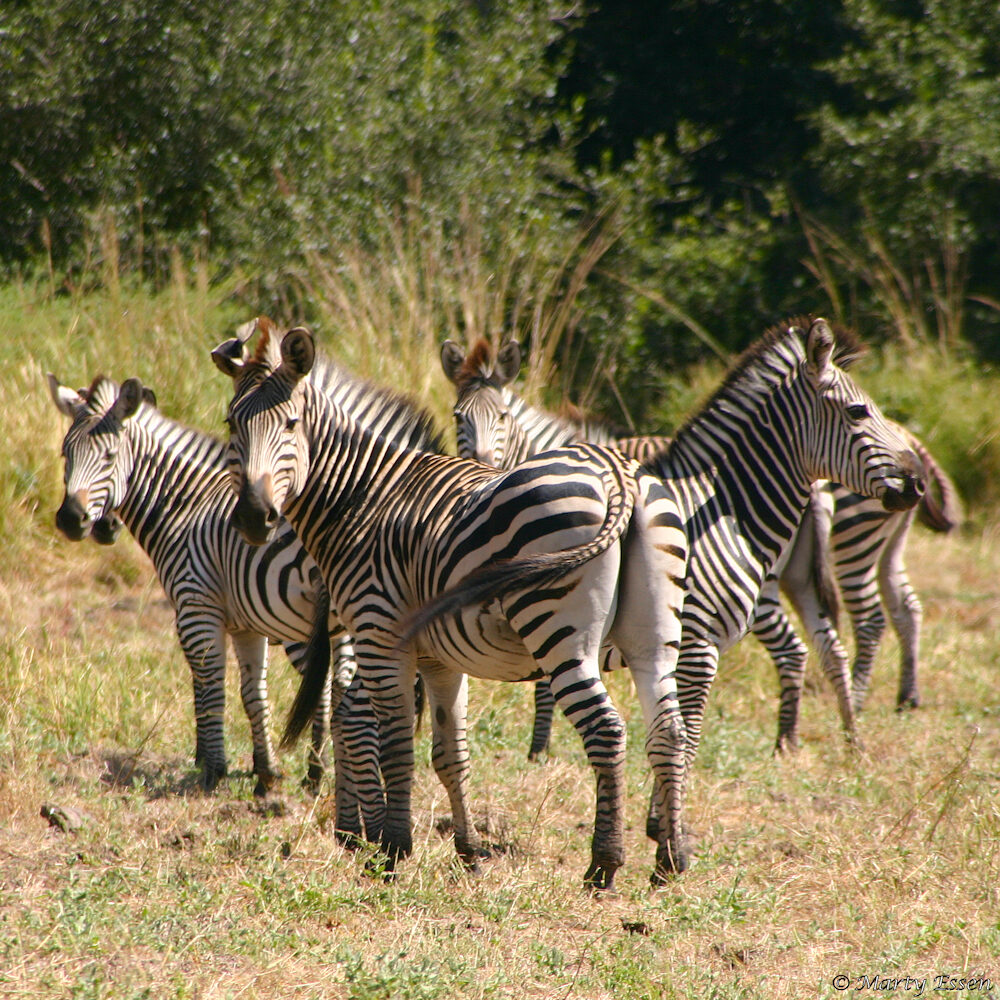 A dazzle of zebras