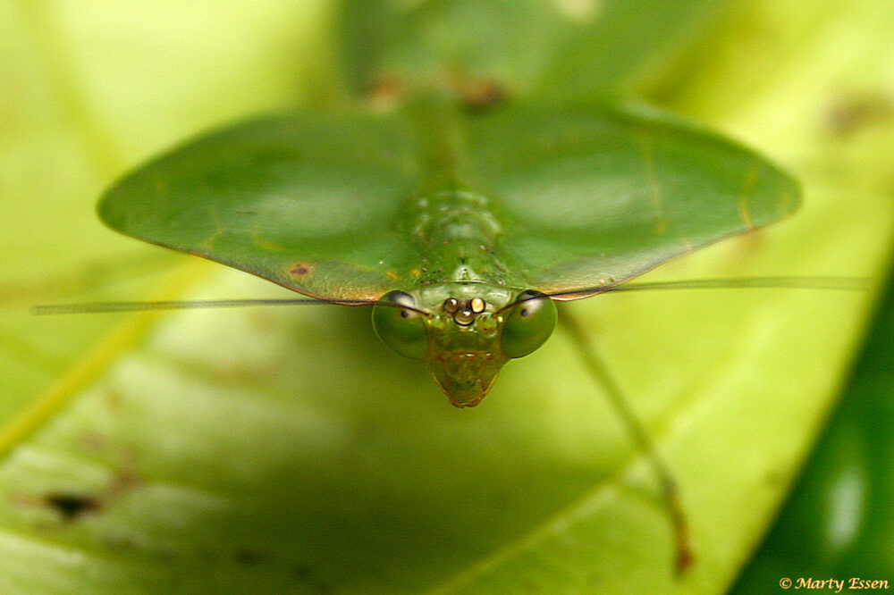 Leaf-mimic mantis