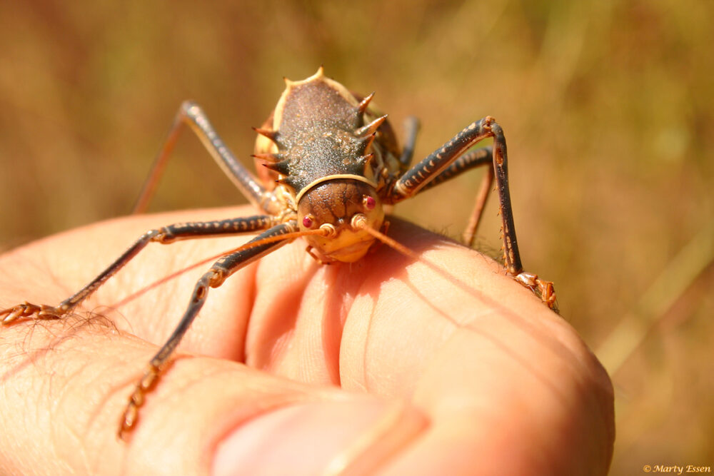 Armored bush cricket