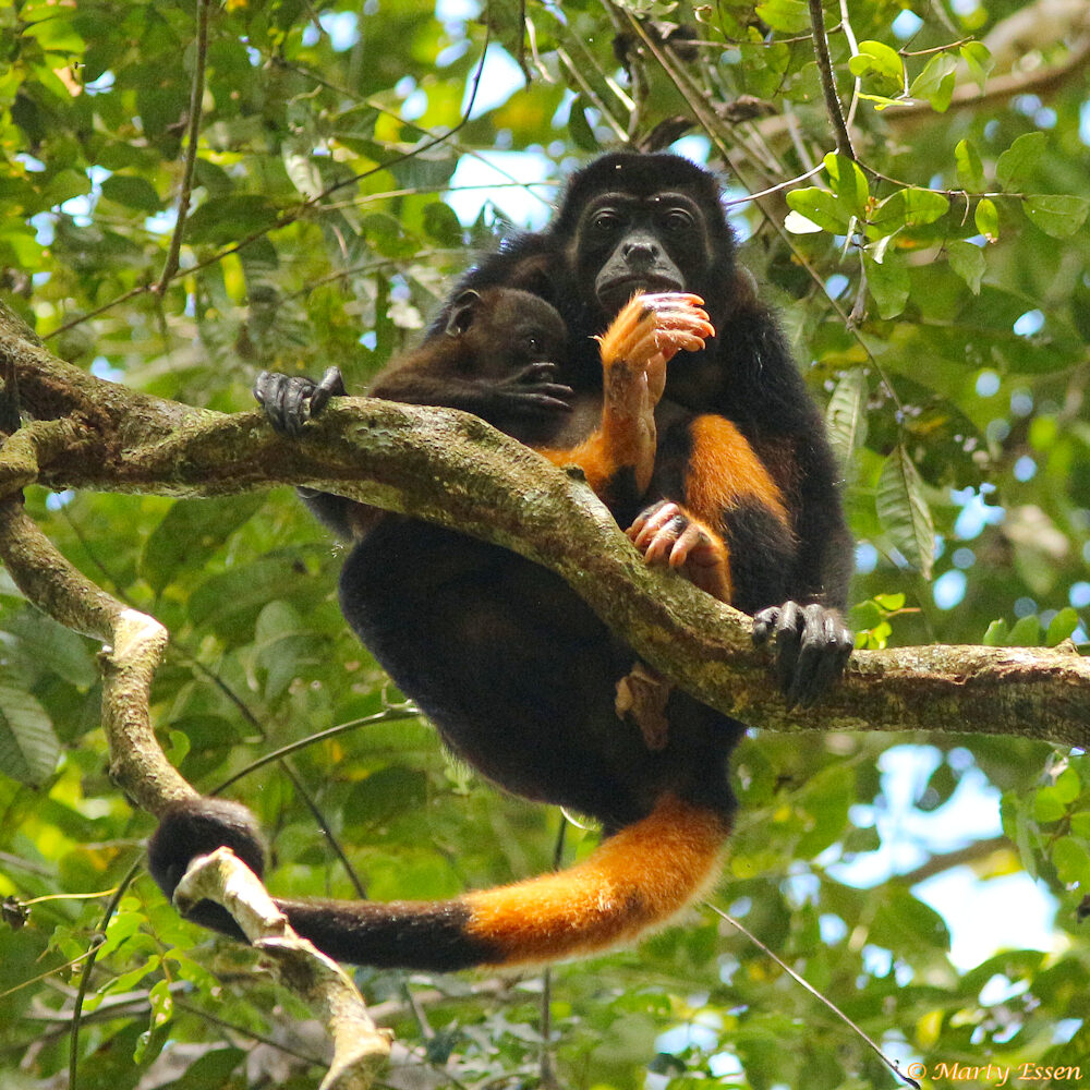 Howler monkey mother and child