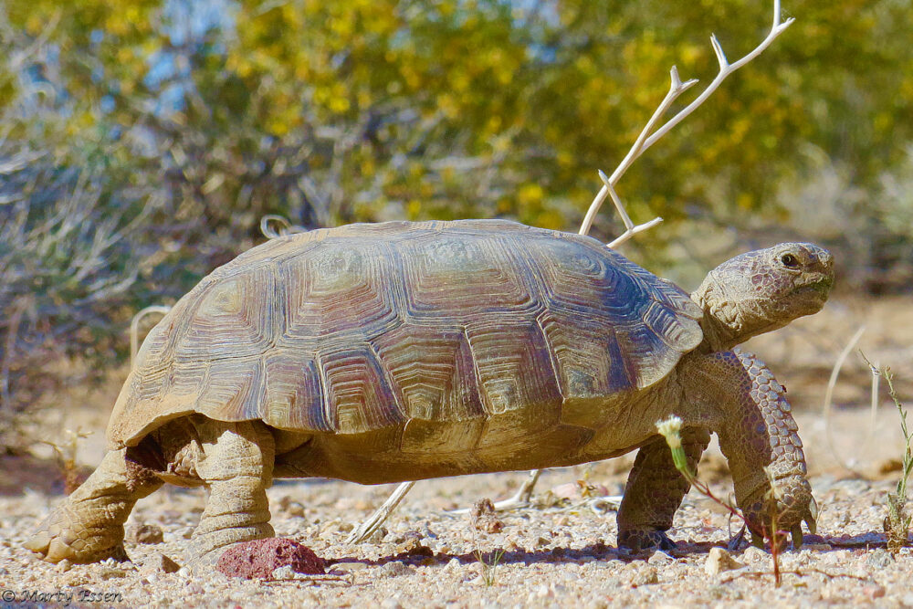 Desert tortoise side-eye