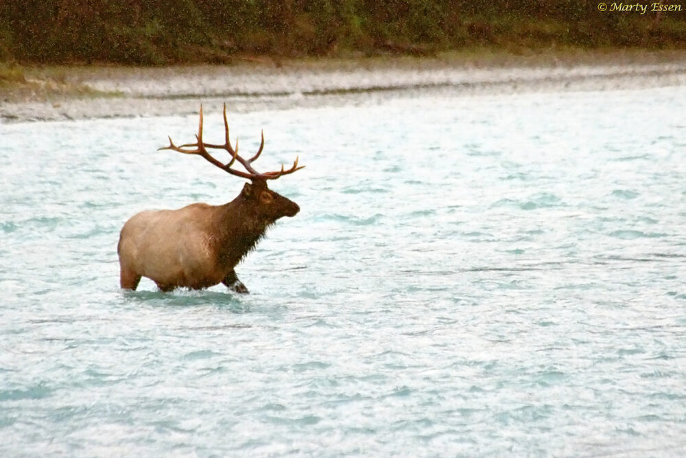 The largest elk on Earth