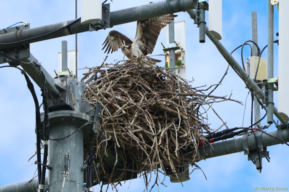 What does an osprey have to do with all of this?