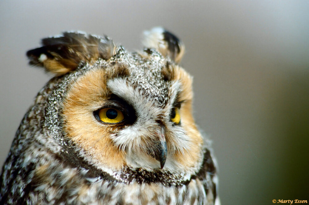 Owl emotions