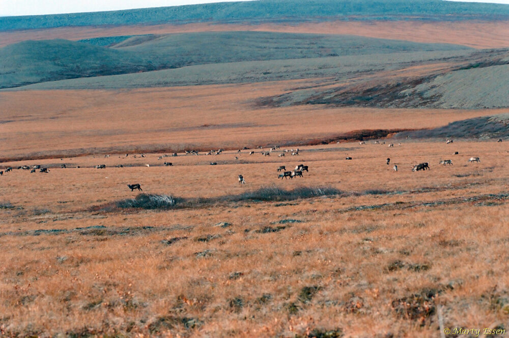 The Porcupine caribou migration