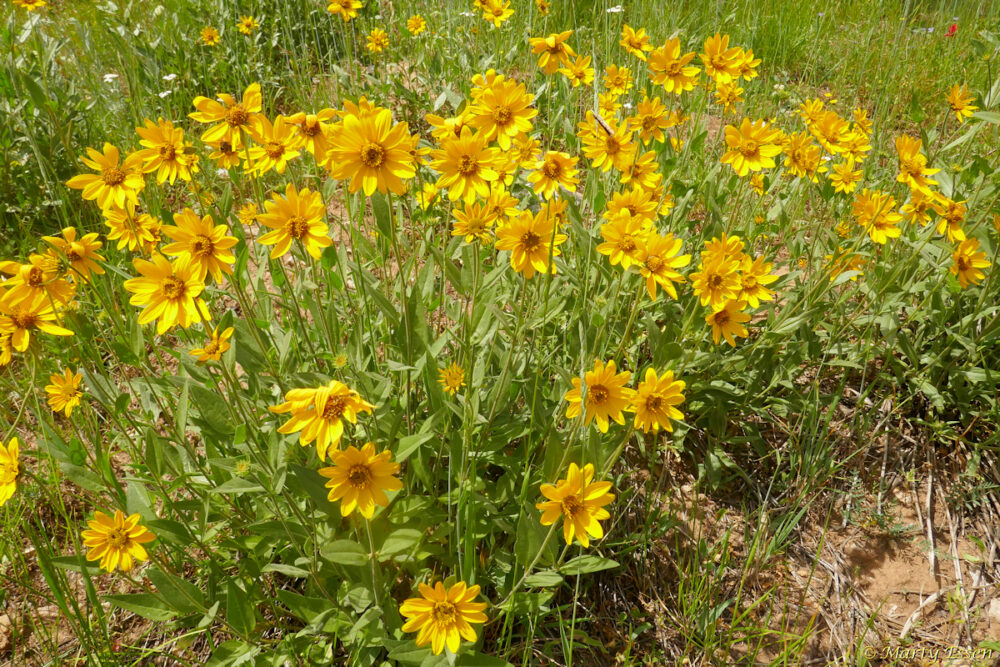 Rock Mountain Dwarf Sunflowers
