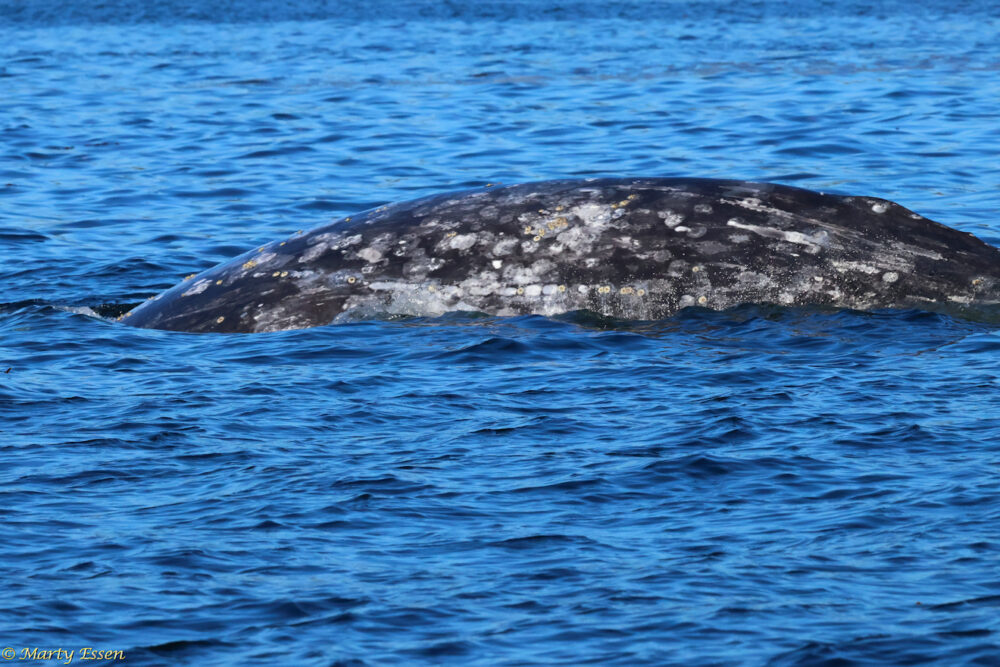 The gray whale adventure