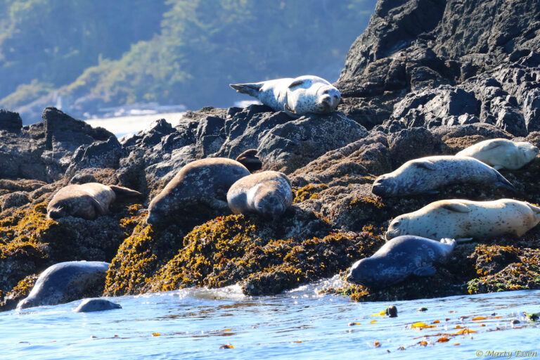Harbor Seals Around the World with Marty Essen