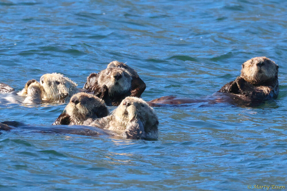 Sea otters!