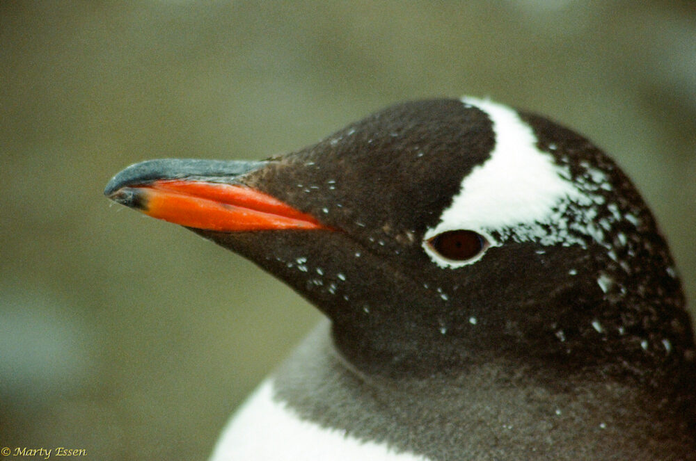 Gentoo penguin close-up