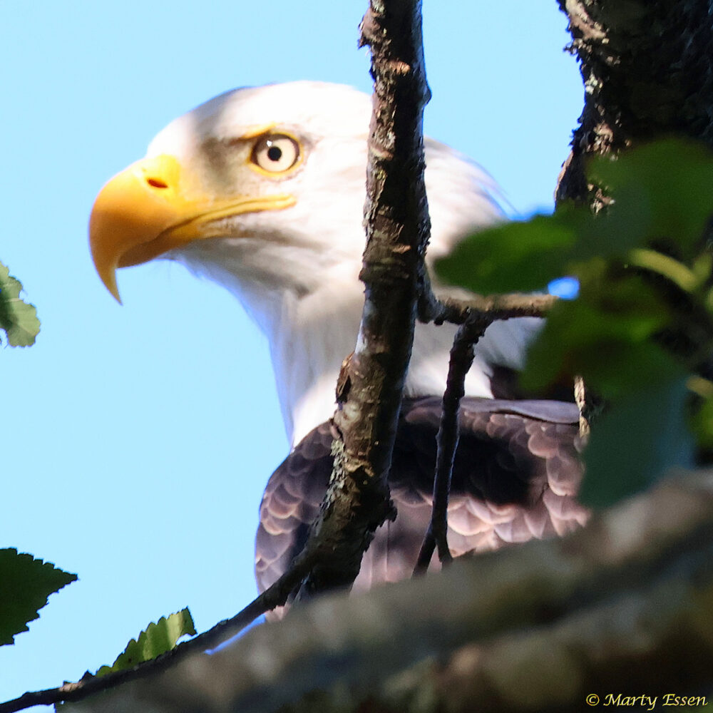 Vancouver Island bald eagles