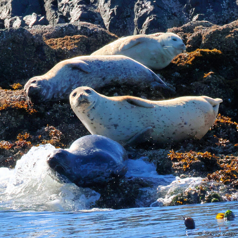 A four-pack of harbor seals