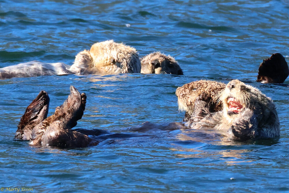 Sea otter buddies