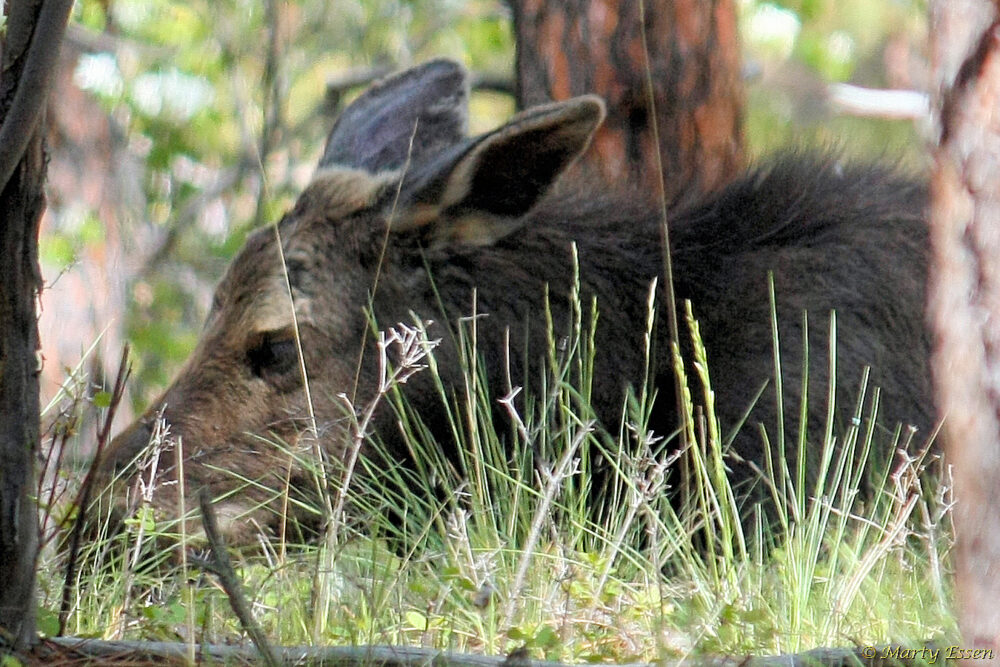 Naptime for a baby moose