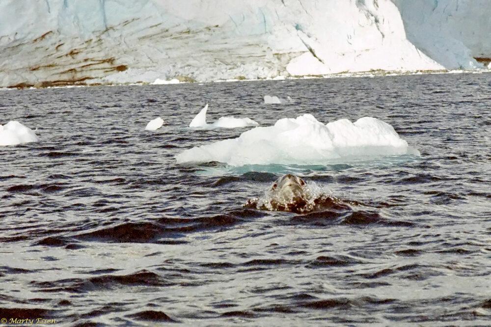 Leopard seal surfacing