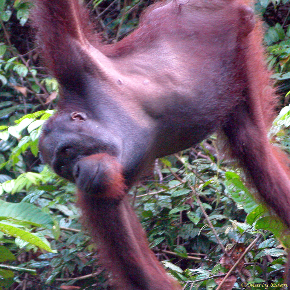 Orangutans and Oil Palm Plantations