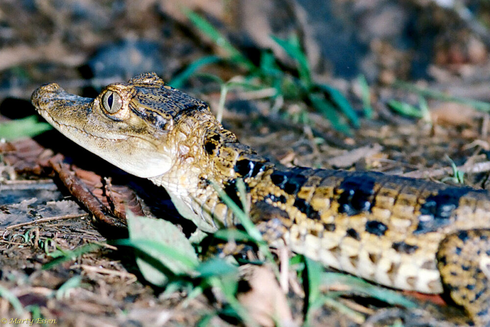 Young spectacled caiman