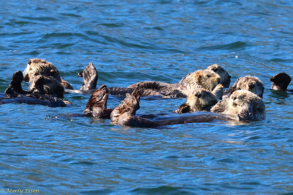Sea otters