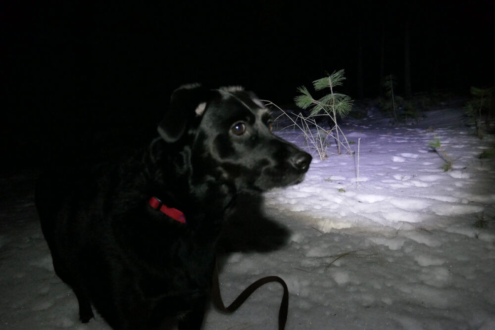 Night walks in the forest with Nellie