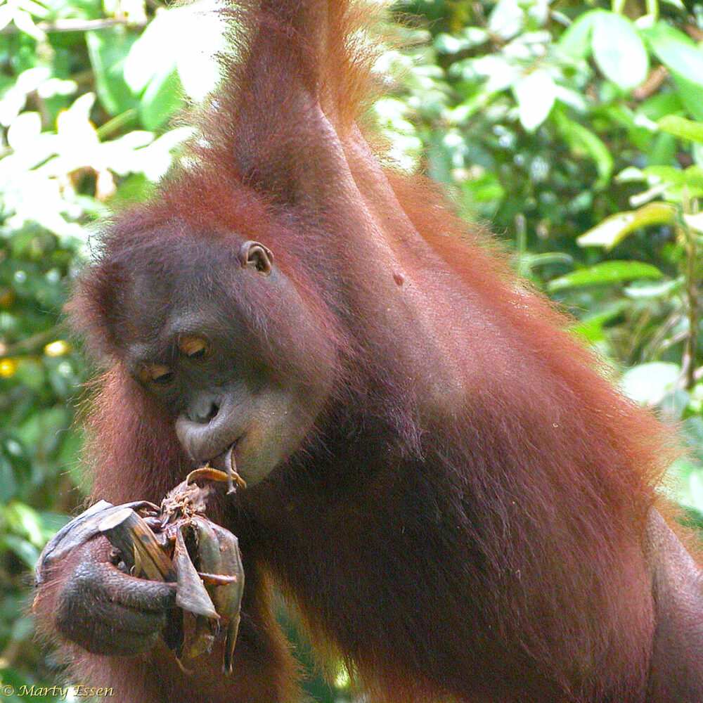 Orangutan find