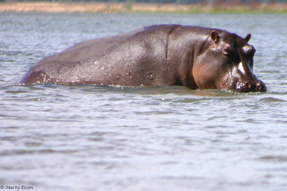 Hippos, the second day