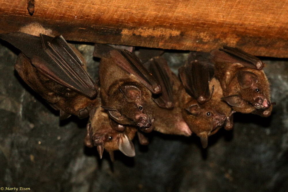 Seba’s short-tailed bats