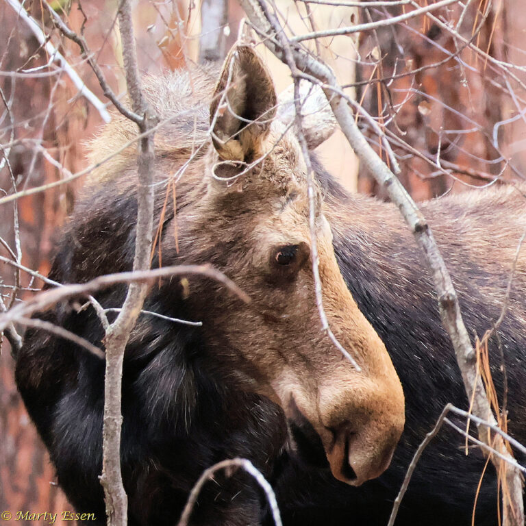 The Return of the Spring Moose - Around the World with Marty Essen