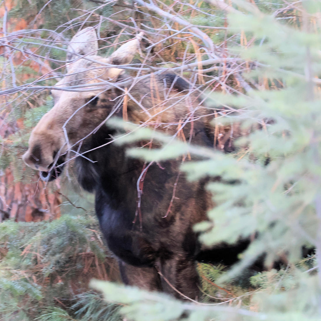 First Moose First moose of 2024 - Around the World with Marty Essen